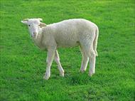 تحقیق تحقیقاتی بررسی عوامل باکتریایی سقط جنین در گوسفند و بز