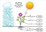 پاورپوینت عوامل محیطی مؤثر بر رشد و نمو گیاهان