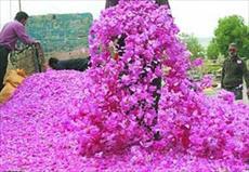 طرح توجیهی (امکان سنجی) باغ گل محمدی 10 هکتاری