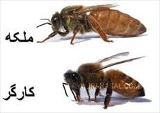 پاورپوینت توليد ملكه زنبور عسل اصلاح شده