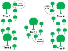 تحقیق در مورد الگوریتم دانه درختان